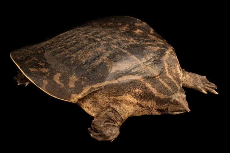 Pelochelys bibroni (Bibron’s Giant soft-shelled Turtle)
