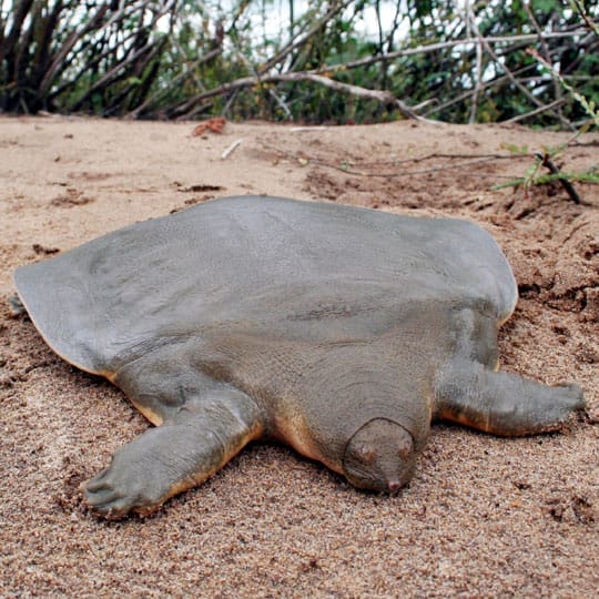 Pelochelys cantorii (Cantor’s Giant Softshell Turtle)