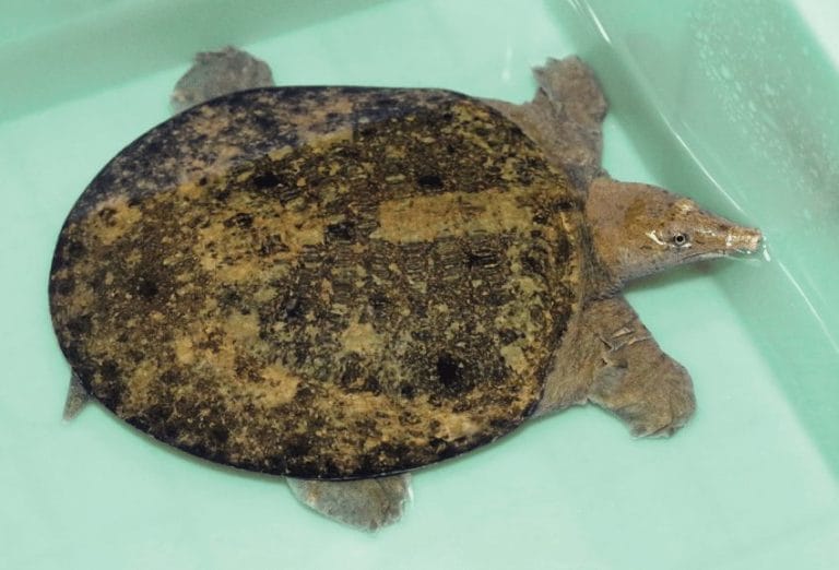Pelodiscus axenaria (Hunan Softshell Turtle)