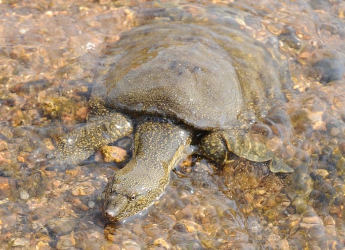 Pelodiscus maackii (Amur Softshell Turtle)