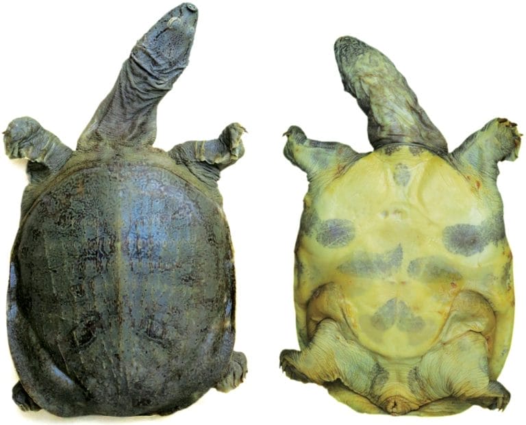 Pelodiscus variegatus (Spotted softshell turtle)