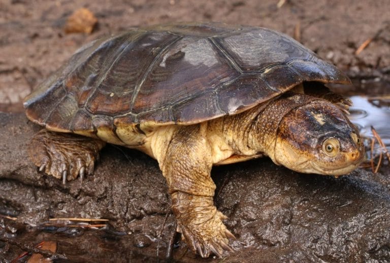 Pelomedusa galeata (South African helmeted terrapin)