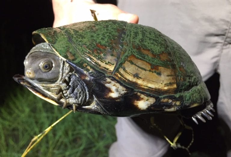 Pelomedusa kobe (Kobe Helmeted Turtle)