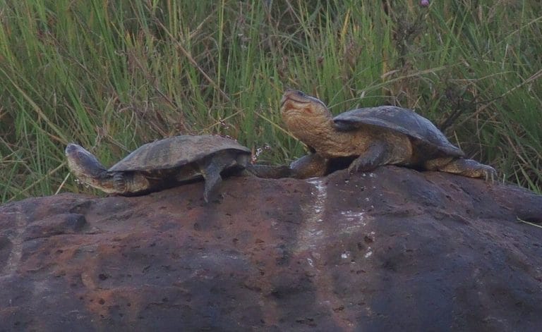Pelomedusa neumanni (Neumann’s marsh terrapin)