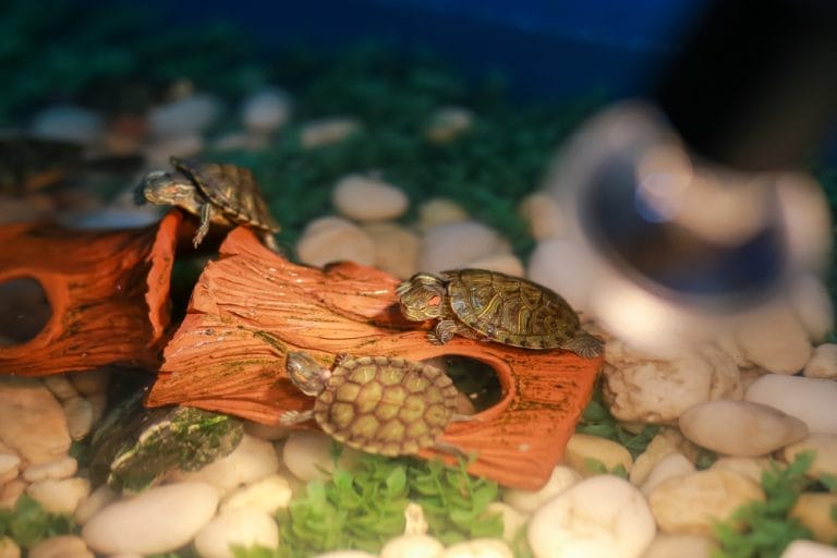 Turtle Owners Are Obsessed With These Indoor Pond Ideas