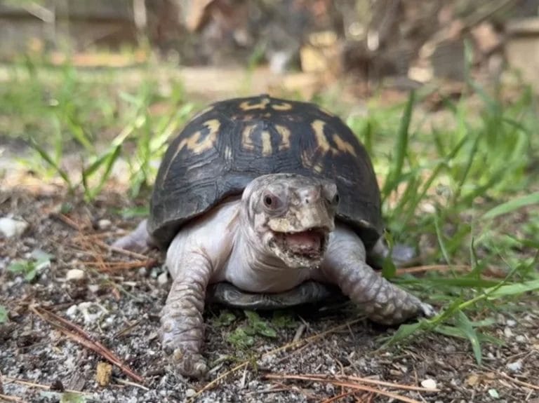 Rockalina Touched Grass After 50 Years Indoors — And Her Story Will Break Your Heart (and Heal It Too)