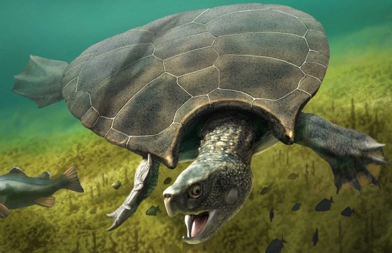 Texas Farmer Finds Giant Turtle Fossil — Turns Out It’s a Whole New Prehistoric Species