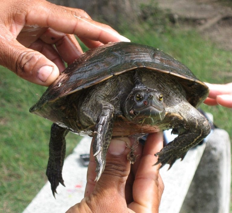 Trachemys stejnegeri (Central Antillean slider)