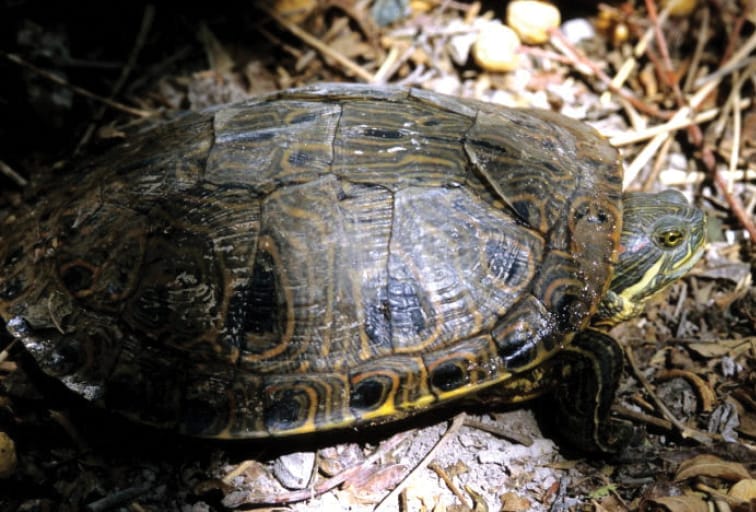 Trachemys taylori (Cuatro Ciénegas slider)