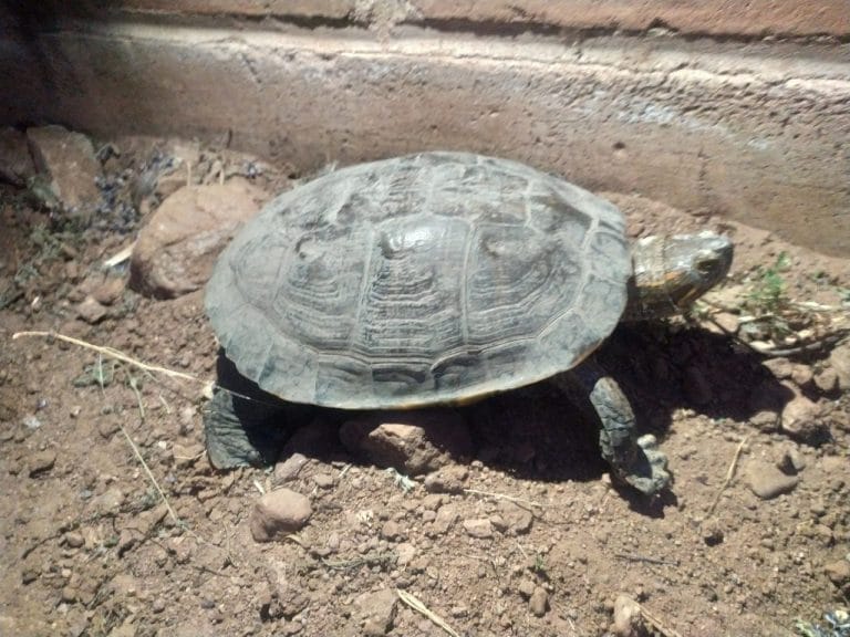 Trachemys yaquia (Yaqui Slider)