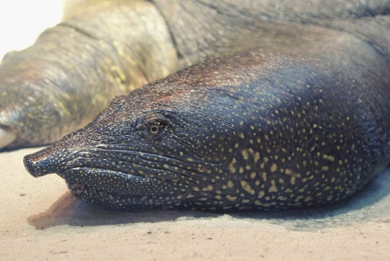 Trionyx triunguis (African Softshell Turtle)