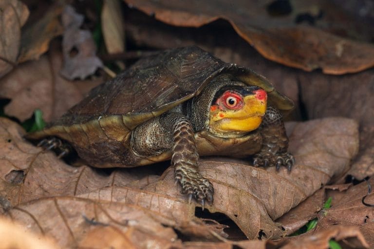 Vijayachelys silvatica (Cochin Forest Cane Turtle)