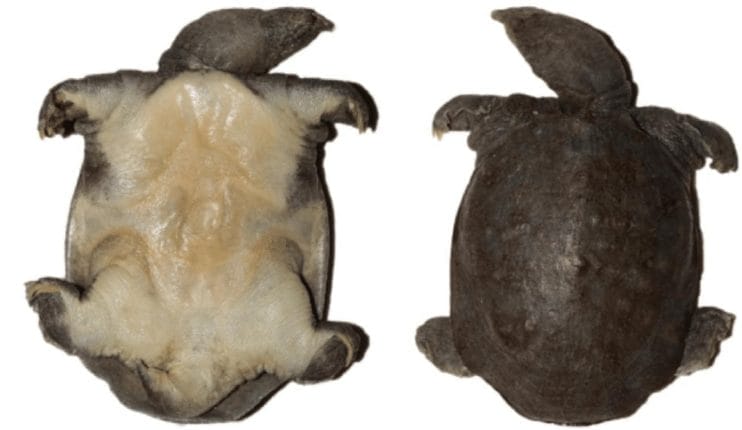 Pelodiscus huangshanensis (Horse-hoof softshell turtle)