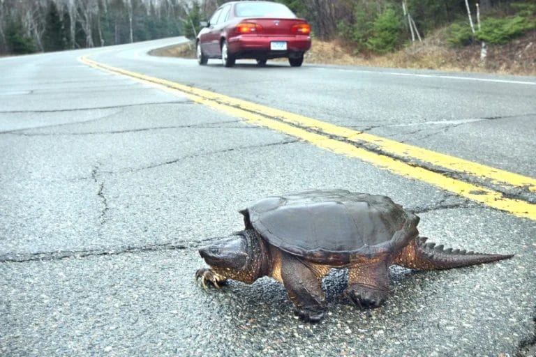 Why Are So Many Turtles Crossing the Road Right Now?