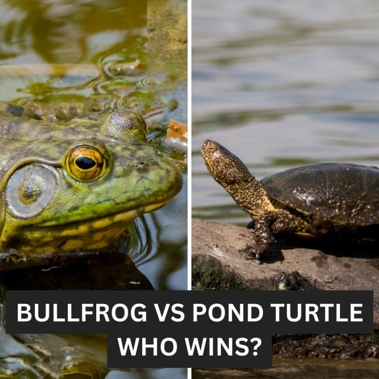Yosemite’s Turtles Make a Comeback After Bullfrogs Booted Out