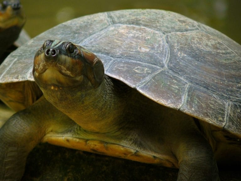 Podocnemis expansa (Arrau turtle)