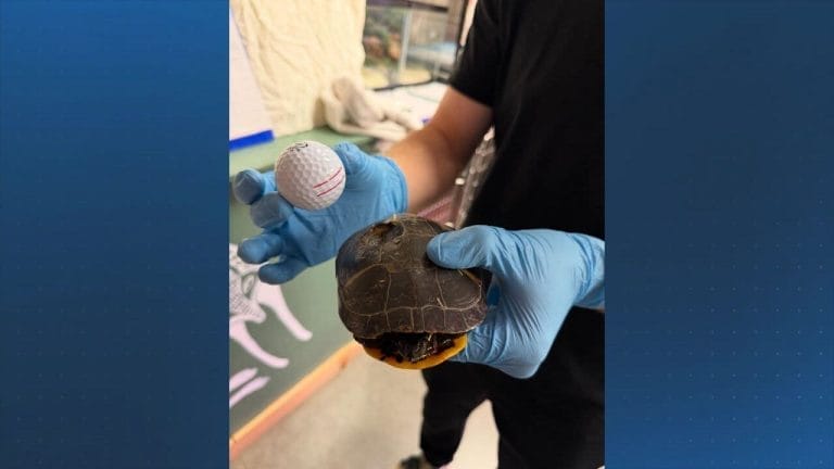 Golfer’s Shot Goes Off Course—And Lands a Direct Hit on a Turtle
