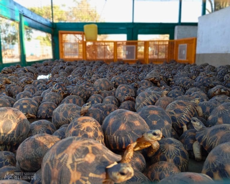Thousands of Endangered Tortoises Rescued—One of Madagascar’s Biggest Wildlife Raids Brings Hope Amid Heartbreak