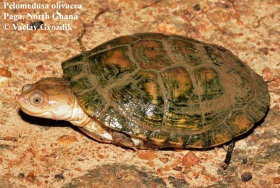Pelomedusa olivacea (Schweigger’s African Helmeted Turtle)