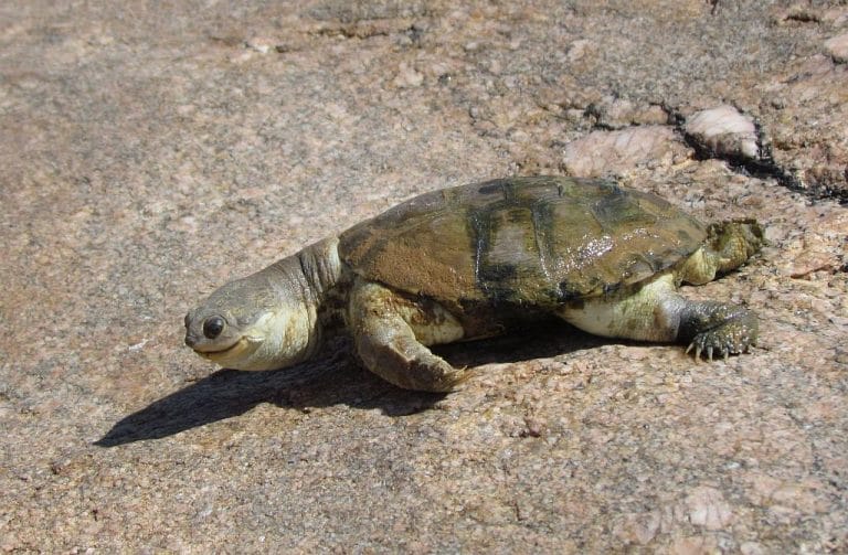 Pelomedusa somalica (Somali Helmeted Turtle)