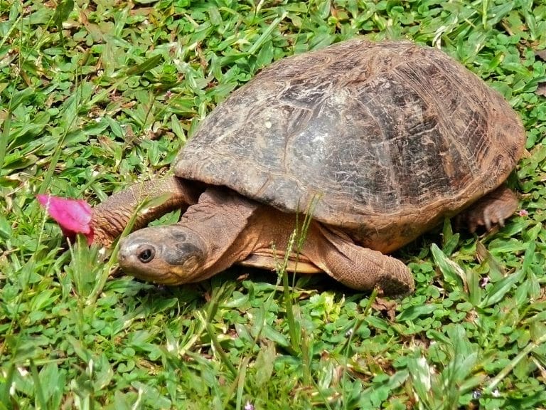 Pelomedusa subrufa (East African Helmeted Turtle)