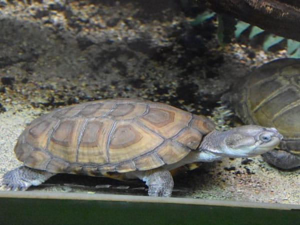 Pelomedusa variabilis (Variable Helmeted Turtle)