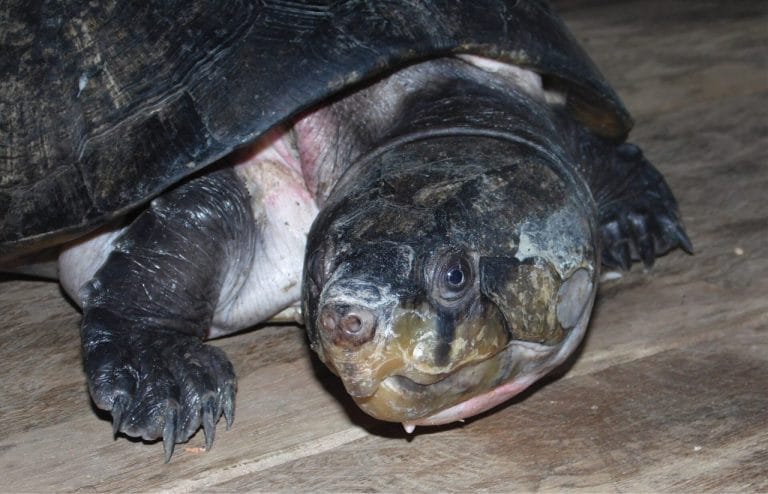 Peltocephalus dumerilianus (Big-headed Amazon River Turtle)