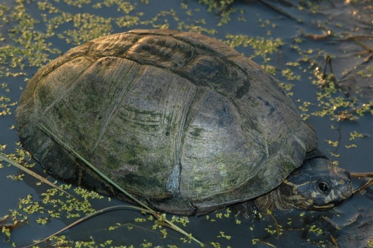 Pelusios bechuanicus (Okavango mud turtle)