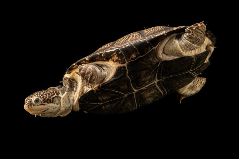 Pelusios broadleyi (Turkana Mud Turtle)
