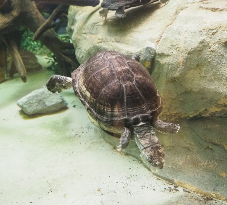 Pelusios carinatus (African Keeled Mud Turtle)