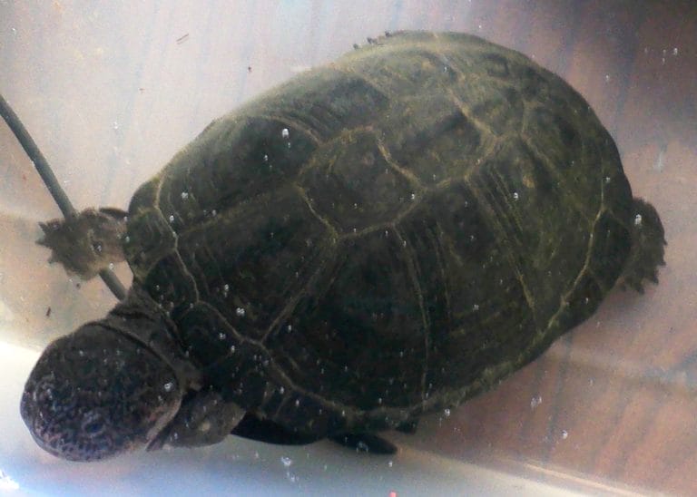 Pelusios castaneus (West African Mud Turtle)