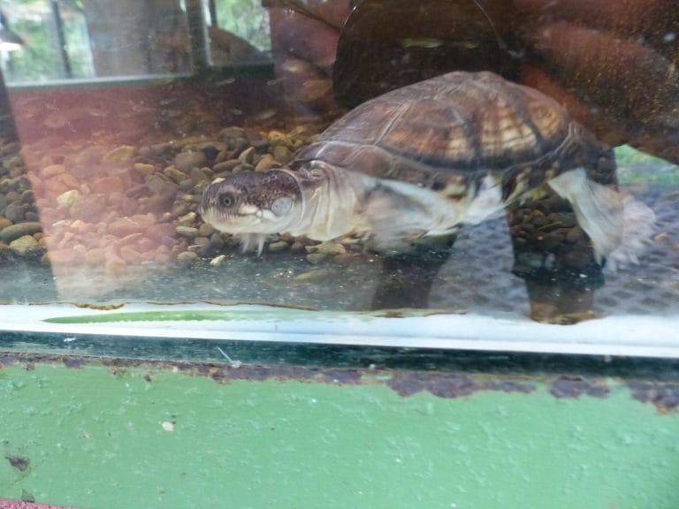 Pelusios castanoides (Yellowbelly mud turtle)