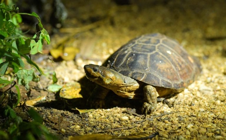 Pelusios cupulatta (Ivory Coast mud turtle)