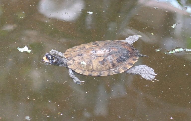 Pelusios gabonensis (African Forest Turtle)