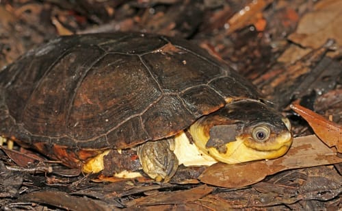 Pelusios marani (Gabon mud turtle)