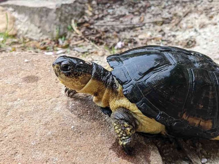 Pelusios nanus (African Dwarf Mud Turtle)