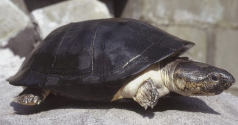 Pelusios niger (West African Black Mud Turtle)