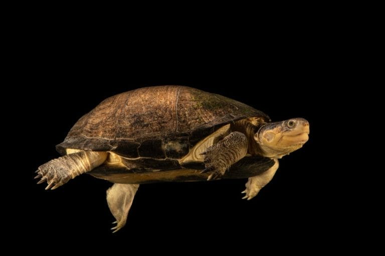 Pelusios rhodesianus (Variable mud turtle)