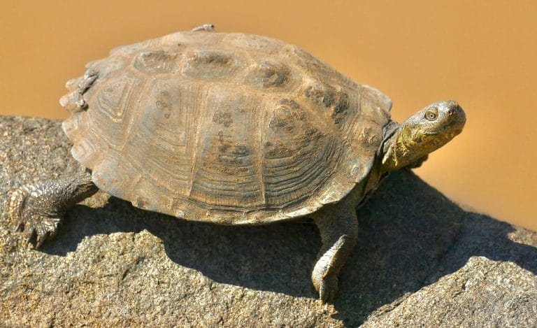 Pelusios sinuatus (Serrated hinged terrapin)