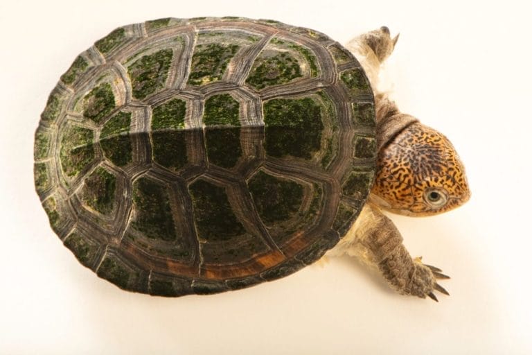 Pelusios upembae (Upemba Mud Turtle)