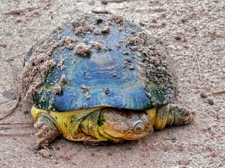 Pelusios williamsi (Williams’ Mud Turtle)