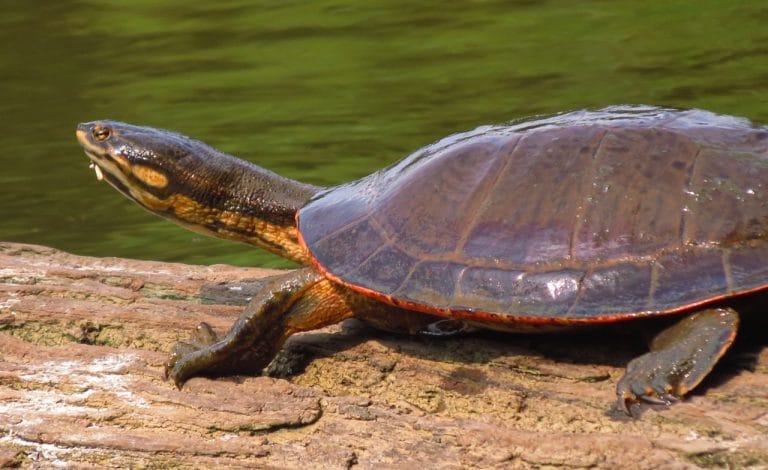 Phrynops geoffroanus (Geoffroy’s Side-necked Turtle)