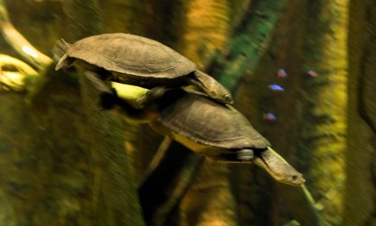 Phrynops tuberosus (Cotinga River toadhead turtle)