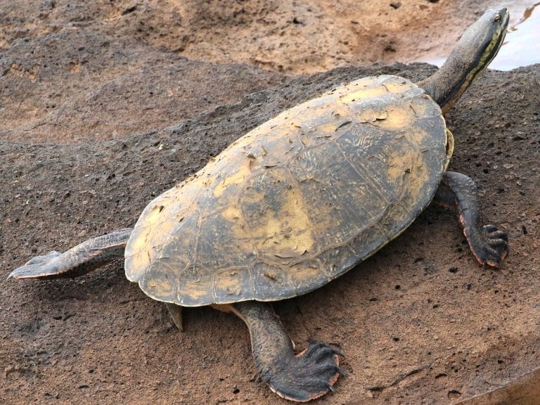 Phrynops williamsi (Williams’ side-necked turtle)