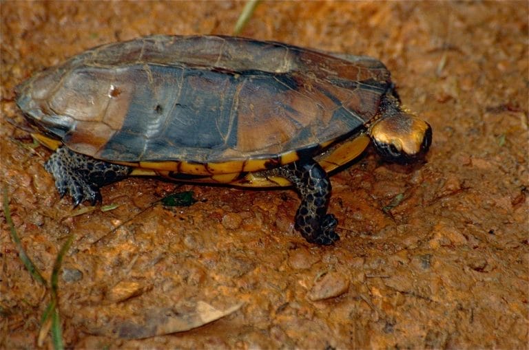 Platemys platycephala (Twist-Necked Turtle)