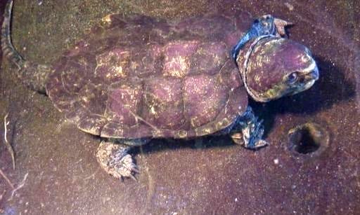Platysternon megacephalum (Big-headed Turtle)