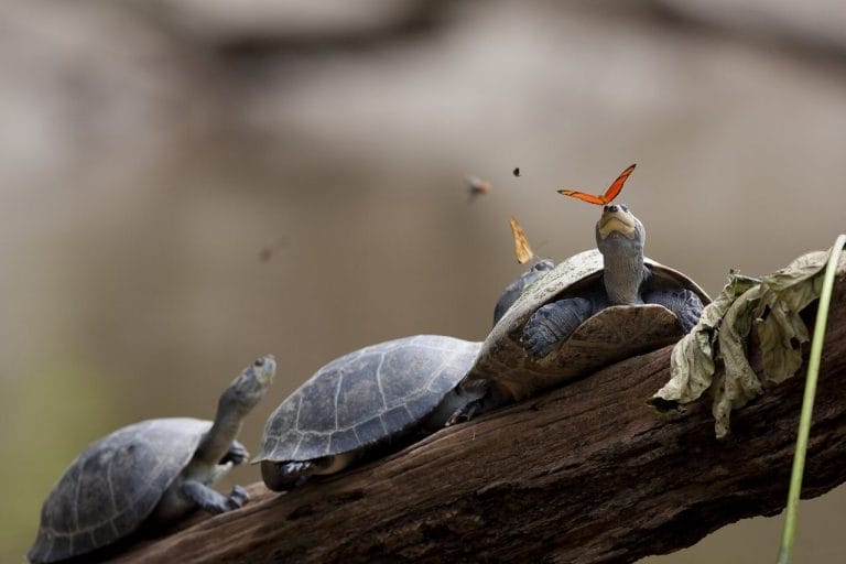 Podocnemis erythrocephala (Red-headed River Turtle)
