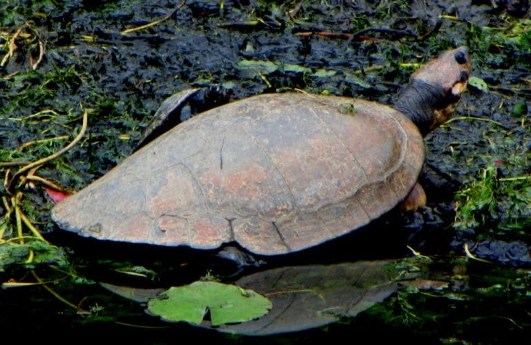 Podocnemis lewyana (Magdalena River Turtle)