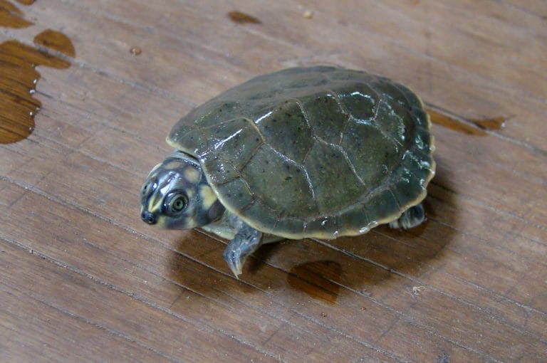 Podocnemis sextuberculata (Six-tubercled Amazon River Turtle)