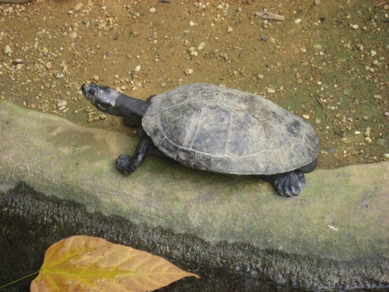 Podocnemis unifilis (Yellow-spotted Amazon River Turtle)